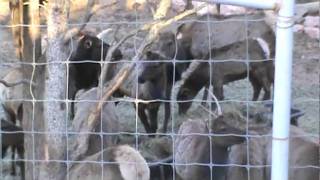 ROYAL GORGE BRIDGE 2