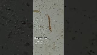 Dengue mosquito larvae #dengue #mosquito #larva #denguevirus #pathogen #shorts