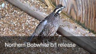 Wild Bird Rehabilitation 2011 Video Review #4