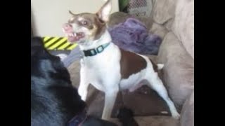 Dog Fight!!! - August 26, 2017