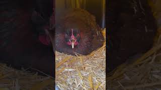 broody cochin in a box #trending #shorts #chicken