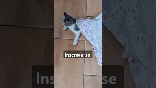 #yourcat #funny #pets #adote #cat #animal #animalspecies #viralvideo #gatos #adoteumgato #brasil