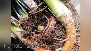 Repotting a 20 year old Sanseveria