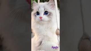 Kucing Lucu ❤️ bikin gemes #Shorts #Viral #trending #Tiktok