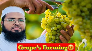 Angoor Ki Kheti Full Vlog || Grape’s Farming Vlog || Nawaz Rashadi Vlogs