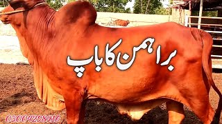 عزیز کیٹل فارم اینڈ پلائی سینٹر حاصل پور Aziz Cattle Farm and Palai Center Hashilpur