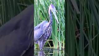 bangau hitam atau ibis hitam langung dapat ikan besar