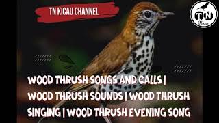 Wood Thrush Songs and Calls | Wood Thrush Sounds | Wood Thrush Singing | Wood Thrush Evening Song