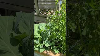 Ready to harvest #spring #toronto #backyardfarming #harvest #vegetables #Canada #gardening #Ontario