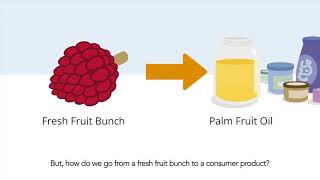 Fragmenten voor e learning 'what is palm oil?'