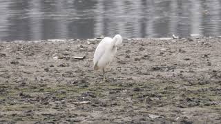 Ein seltener Seidenreiher - besuch in Torgau  Egretta garzetta _ Vogelbeobachtung