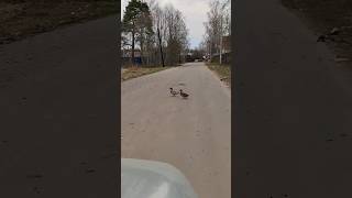 Встретились утки на дороге 🦆