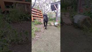 Неаполитанский мастиф, мощь. /Neapolitan mastiff, power. #shorts