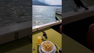 sharing a meal with birds 🦅Guests of Nature💙#shortvideo #shorts #short #youtubeshorts #shortsfeed