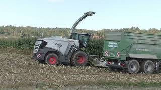 Die Raubkatze zurück im Mais   Claas Jaguar 970 Orbis 750 beim Maishäckseln   Lohnunternehmen Hannes