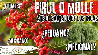 PIRUL O MOLLE: ÁRBOL SAGRADO DE LOS INCAS