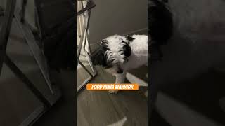 Food ninja warrior pet edition #viral#pets#youtubeshorts #youtubeshort #wow