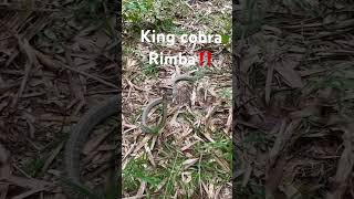 Dihadang ular ini bikin jantung mau copot‼️⚠️😫#kingcobra #ular #video #shorts #animals #borneo