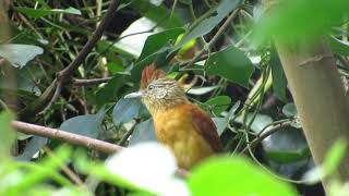 CANTO DA CHOCA-BARRADA FÊMEA, maria-cocá, gata-veia