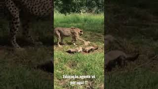 🐆 Mamãe terminou de jogar 🤣 #animals  #shorts