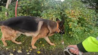 German shepherd on walk. Eros på tur. 24.09.2024. still you tubes most boring video part 1