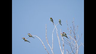 Vogelbeobachtung an der Mulde in Nordsachsen, bee-eater