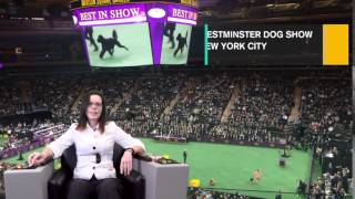 Krissy at Westminster Dog Show, NYC