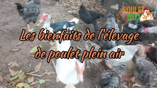 Quelques avantages de l'élevage plein air de poules locales / hybrides