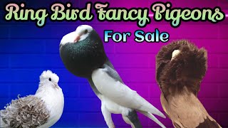 Fancy Kabootar For Sale 2022 | Fancy Pigeon In Pakistan | Jacobin Pigeon | Frillback Kabootar