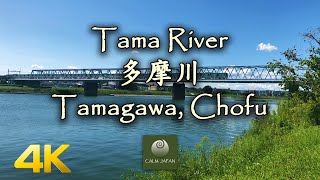 【4K】Tama River (多摩川) - Tamagawa, Chofu