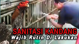 SANITASI KANDANG AYAM Harus Wajib Rutin Di Lakukan Oleh penghobi Dan Peternak Ayam ‼️