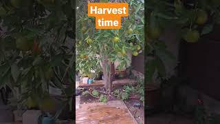 harvest time #israelife #buhayofw #followmyyoutube