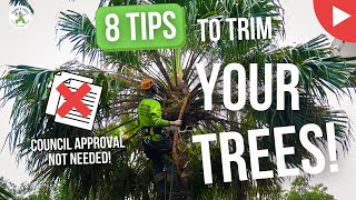 8 TIPS TO PRUNE YOUR TREES (Without council Approval)! - SHANES TREES