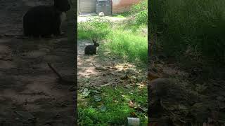 Rabbit eating grass