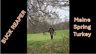 Maine Spring turkey hunt - Buck Reaper