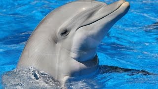 Beautiful Blue Horizons Dolphin