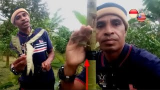 CARA PROSES MENGKAJI ULANG SETEKAN / SAMBUNG MATA TUNAS DURIAN MUSANGKING YANG KE DUA kALI GAGAL.