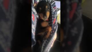 Quem não conhece pensa que é um santo kkkk #pinscher #pinschermini #pinscherbravo #seguidores