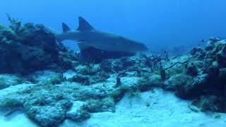 Dec 2021 Cozumel dive vids slideshow