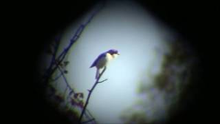 Rödhuvad törnskata/Woodchat Shrike.