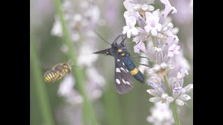 Weißfleck-Widderchen Amata phegea (Linnaeus, 1758)