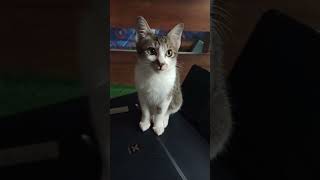 KUCING IMUT😻#shortvideo #shorts #short