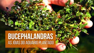 💎Bucephalandra | Cuidados e Ficha Técnica | AquaPlante💎