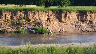 4k _ Treibjagd der Kormorane in Nordsachsen Ende Mai  _ cormorant _ Vogelbeobachtung