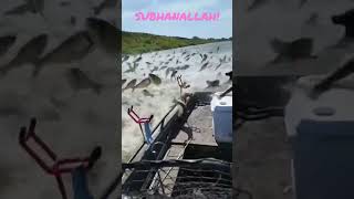 " Subhanallah What A Auto Fishing Gift By Allah Rabbul-Alamin ! Ameen 🎣🦦🎣