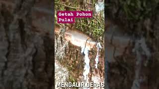 MENGENAL WARNA GETAH POHON PULAU Alstonia sp