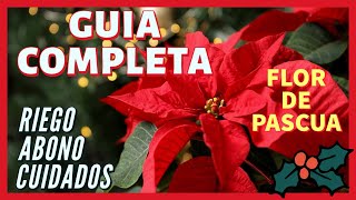 Cuidados POINSETTIA - FLOR de PASCUA 🎄 Guía Completa: RIEGO, ABONO, UBICACION - Planta de NAVIDAD 🎁