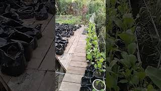 Solusi Berkebun di Lahan Sempit!! Berkebun di Atas Jembatan!!!