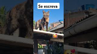 Deus no controle #reflexao #viralvideo #gatosfofo #gatos #gatofofos #brasil #gatosfofinhos #cat