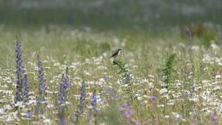 Braunkehlchen im Wind in der Flur bei Doberschütz